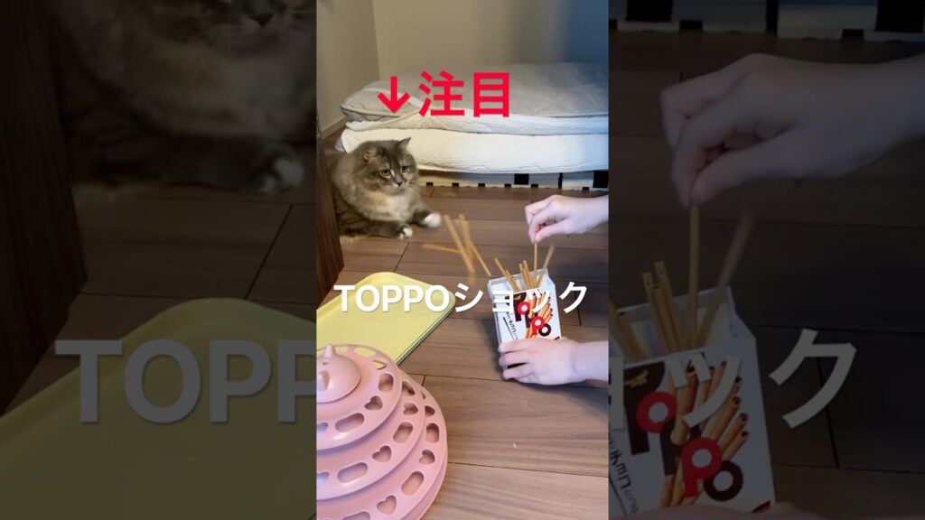 TOPPOショック！猫の反応。 #shorts #猫動画 #cat #猫 #サイベリアン