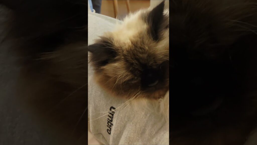 猫がくっついてくる季節になってまいりました  #猫 #猫動画 #cat #癒し #猫のいる暮らし #ヒマラヤン #ねこ　#甘えん坊　#長毛種　#cat