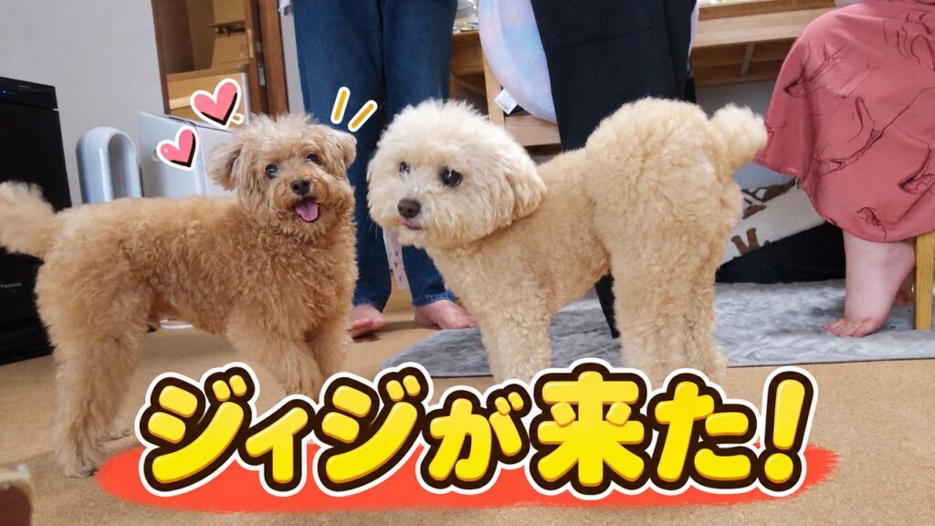 生後2週間の赤ちゃんに会いに来たジィジ!久しぶりの再会に大喜びするトイプードルたち 生後2週間の赤ちゃんに会いに来たジィジ!久しぶりの再会に大喜びするトイプードルたち