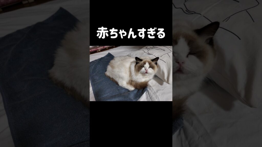 実家でもゴロゴロ🦭 #shorts #猫 #子猫 #ラグドール #甘えん坊猫 #猫のいる暮らし