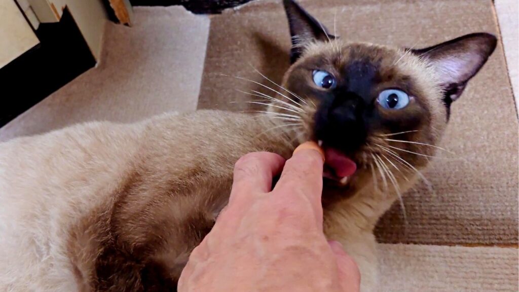 【元捨て猫】家族になってすっかり安心…無防備すぎるシャム猫の癒やし日常🐱💕 【元捨て猫】家族になってすっかり安心…無防備すぎるシャム猫の癒やし日常🐱💕