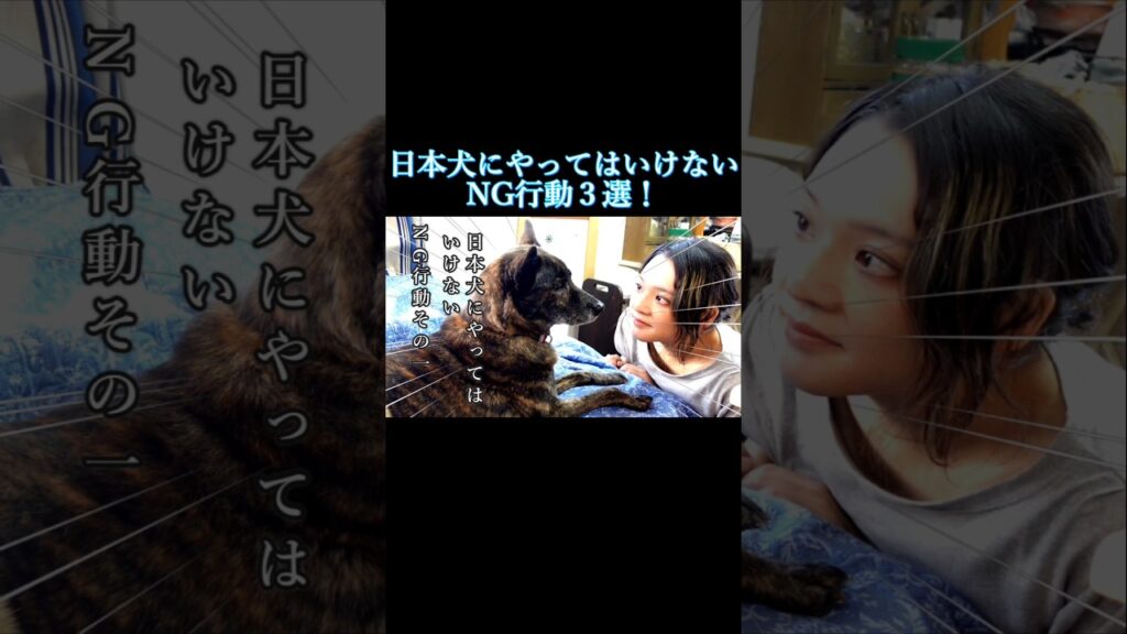 日本犬にやってはいけないNG行動3選! #柴犬 #甲斐犬 #犬 日本犬にやってはいけないNG行動3選! #柴犬 #甲斐犬 #犬
