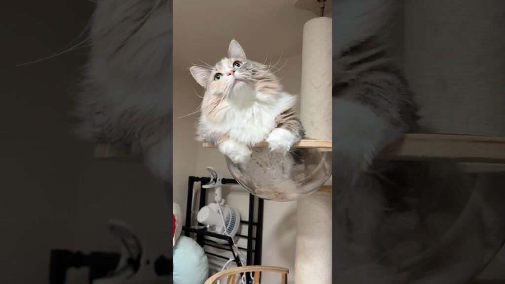 ロボットダンスをする猫　#ノルウェージャンフォレストキャット