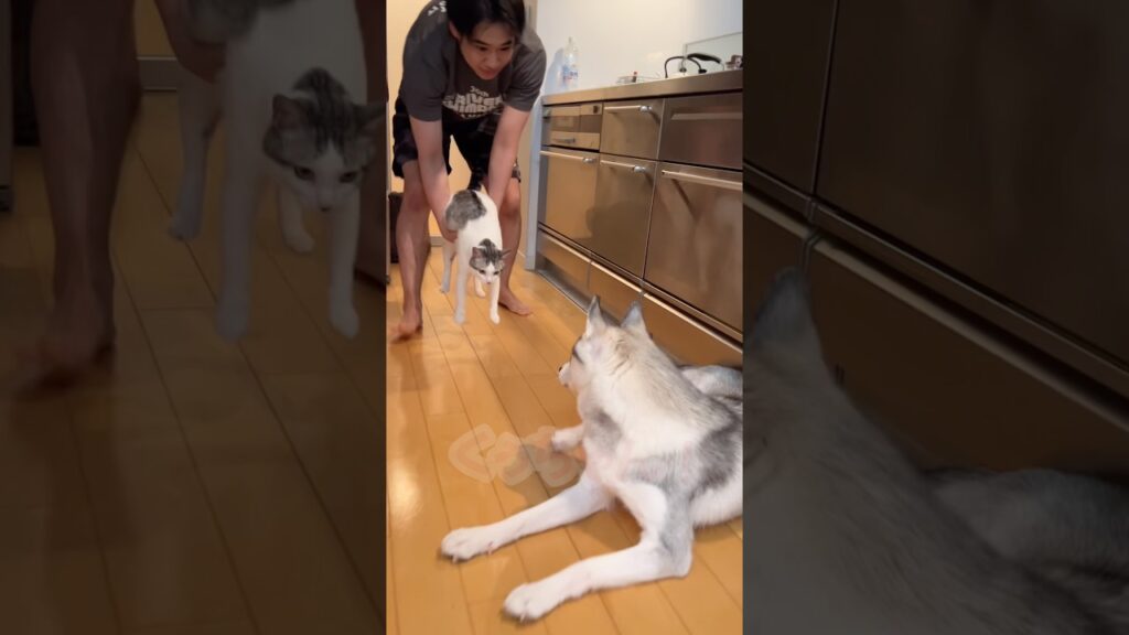 飛行中に襲撃される猫 #シベリアンハスキー #ハスキー #猫 飛行中に襲撃される猫 #シベリアンハスキー #ハスキー #猫