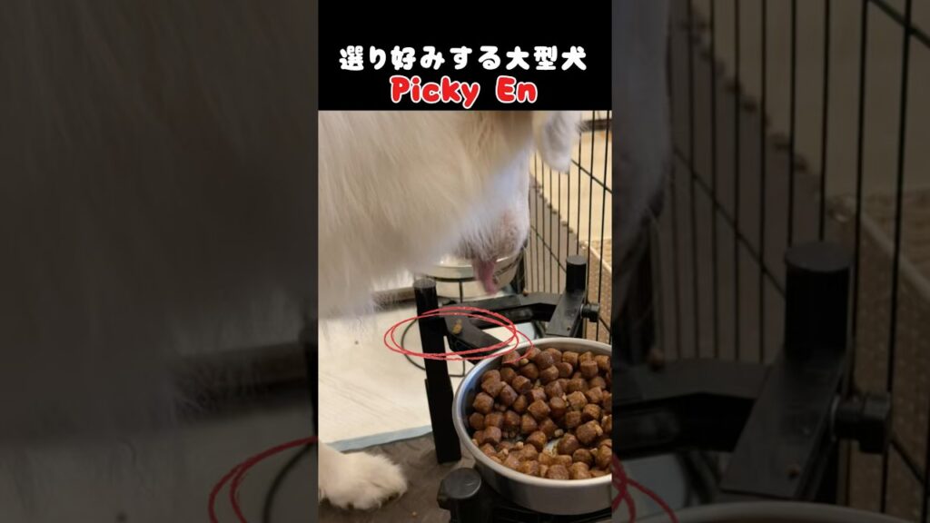 ご飯を選り好みする大型犬｜Picky En #グレートピレニーズ #大型犬 #犬のいる暮らし #GreatPyrenees #FunnyDog
