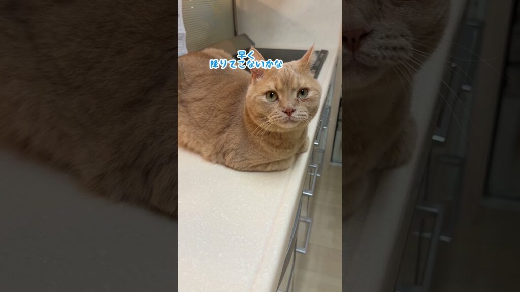 スコティッシュフォールド2歳 #cat #里親