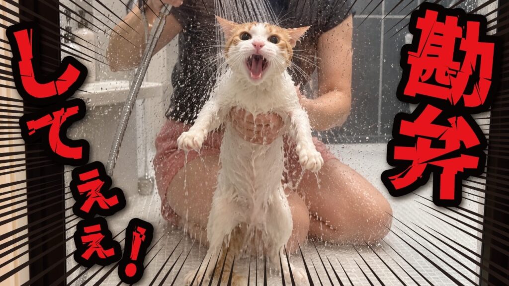 【悲報】師匠、知らん猫になる 【悲報】師匠、知らん猫になる