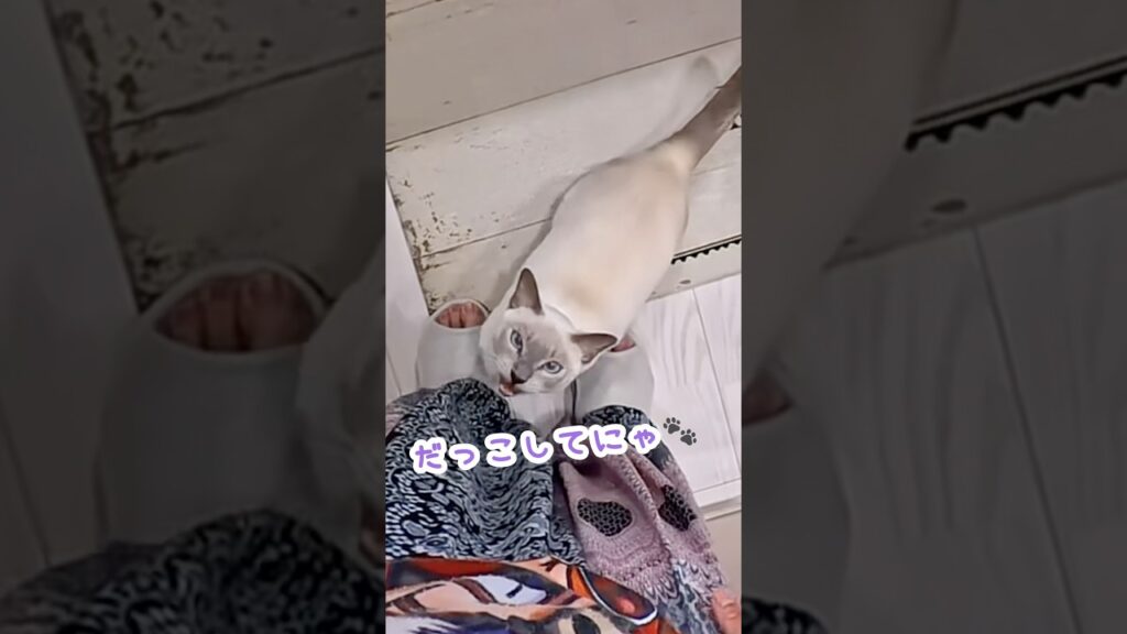 眠くてグズつく猫!?抱っこが待てずママを呼ぶ甘えん坊猫🐾 眠くてグズつく猫!?抱っこが待てずママを呼ぶ甘えん坊猫🐾