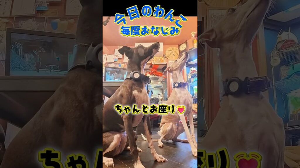 2026年10月19日今日のワンコ!お座敷で愛犬とくつろげる居酒屋ふじさわさくら茶屋G #柴犬 #犬のいる生活 #イタリアングレイハウンド #愛犬 #わんちゃん #日本テリア #トイプードル 2026年10月19日今日のワンコ!お座敷で愛犬とくつろげる居酒屋ふじさわさくら茶屋G #柴犬 #犬のいる生活 #イタリアングレイハウンド #愛犬 #わんちゃん #日本テリア #トイプードル