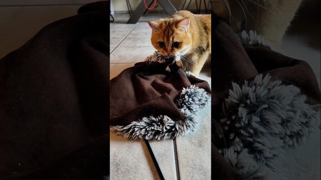 Little Maya and Her Favorite Cloth 🥹
