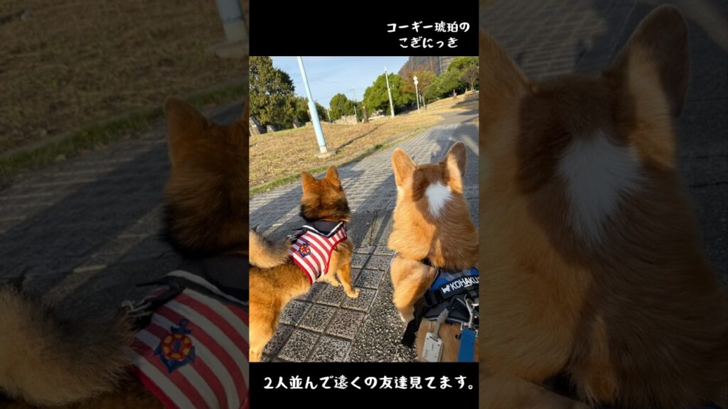 「涼しい朝をコーギーと共に」#コーギー #いやし #corgi #散歩 #コーギーと一緒 #かわいい犬 #コーギーかわいい #コーギー犬 #かわいい #コーギーと暮らす #cut   #ありがとう