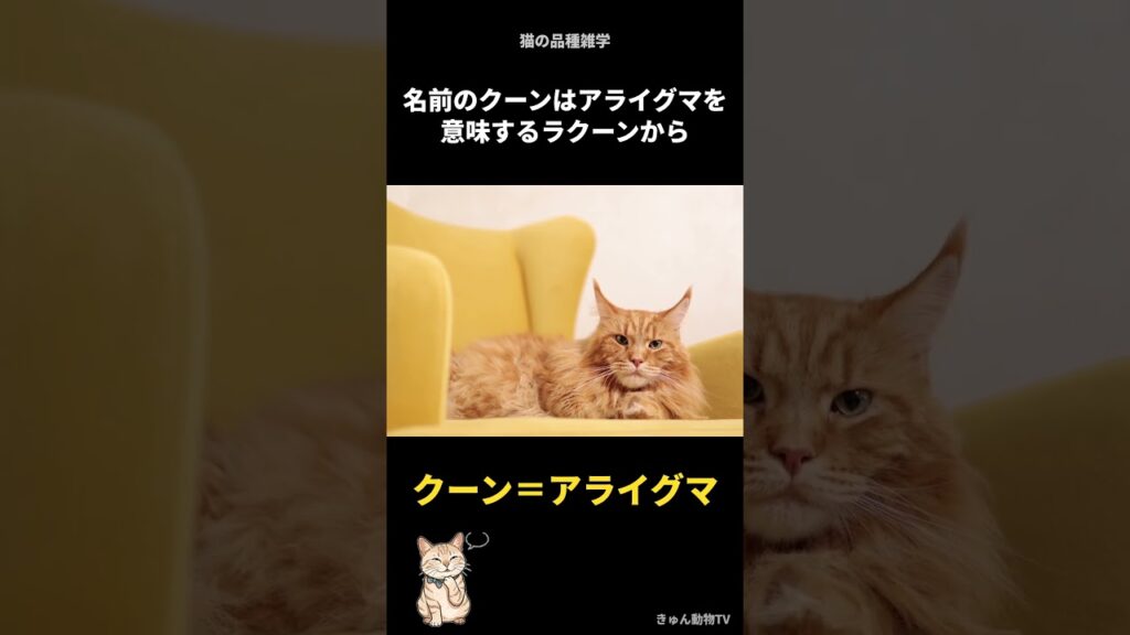 体長120cm超えの猫がいるって知ってた？😳#shorts #猫 #メインクーン #猫の雑学