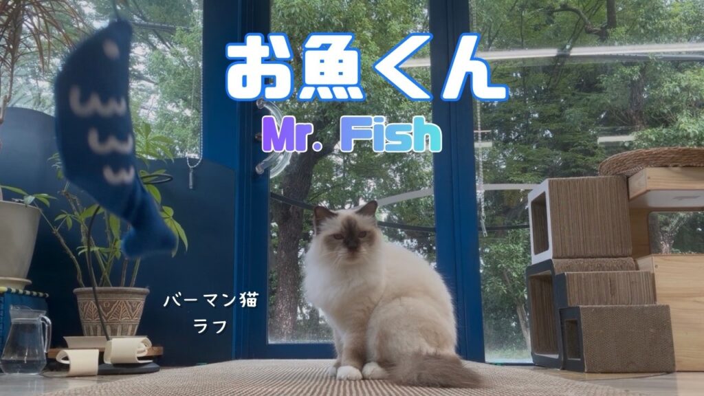 バーマン猫ラフとウリとガブ【お魚くん】Mr. Fish（バーマン猫）Birman/Cat