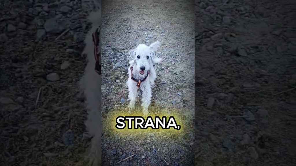 🐾 5 cani che sembrano oggetti di casa – Il n°1 è proprio uno spazzolone 🤯 🐾 5 cani che sembrano oggetti di casa - Il n°1 è proprio uno spazzolone 🤯