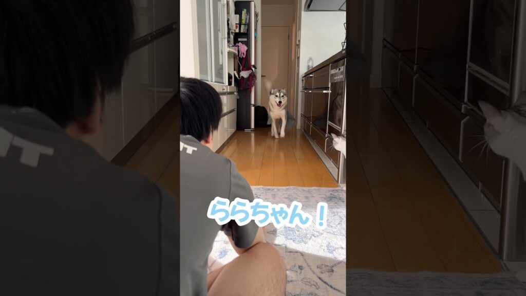 弟に突進する湯上がりハスキー #シベリアンハスキー #ハスキー #猫