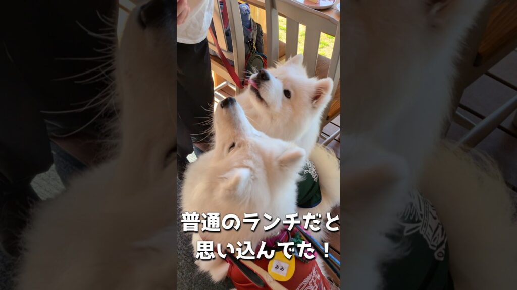 なんて素敵なサプライズ‼サモエド仲間とランチに行ってみると..