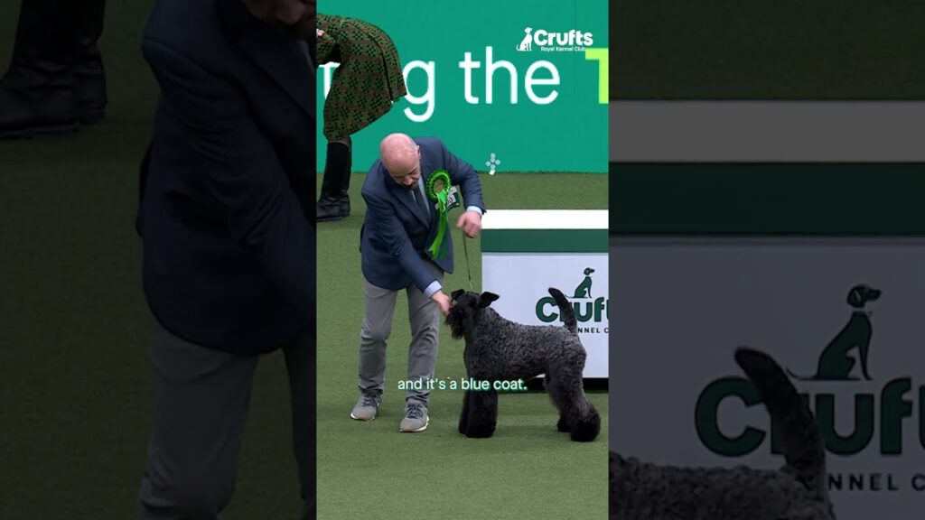 Born Black, Turns Blue! It’s the Kerry Blue Terrier Born Black, Turns Blue! It's the Kerry Blue Terrier