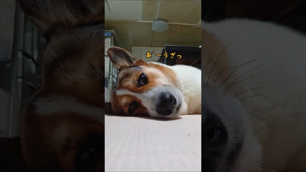 ダル絡みするお父ちゃんがウザくて仕方ない焦げパン#コーギー#コーギー犬#コーギーのいる暮らし#corgi#corgilife#shorts