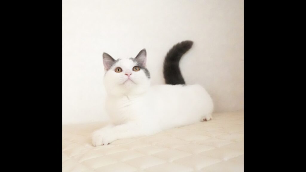 ブリティッシュショートヘアー子猫 British Shorthair 2026.5.25産まれ ブルー&ホワイト男の子シーダキャット猫のお店@ブリティッシュショートヘアー ブリティッシュショートヘアー子猫 British Shorthair 2026.5.25産まれ ブルー&ホワイト男の子シーダキャット猫のお店@ブリティッシュショートヘアー