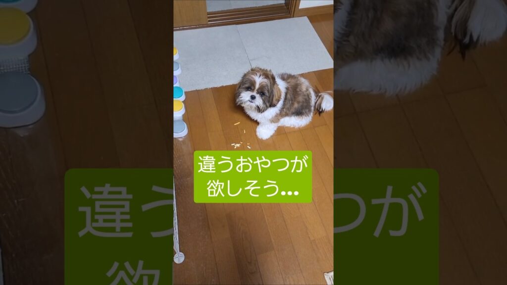 違うおやつがほしいワンコ🐶【シーズー犬】