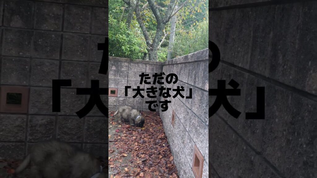【公式】モトコランド 8/6生まれのレオンベルガーと父犬「パピー合宿通信」大きな犬との触れ合い編🤗 #レオンベルガーブリーダー #レオンベルガー子犬動画 #レオンベルガー三重県 #三重県ブリーダー 【公式】モトコランド 8/6生まれのレオンベルガーと父犬「パピー合宿通信」大きな犬との触れ合い編🤗 #レオンベルガーブリーダー #レオンベルガー子犬動画 #レオンベルガー三重県 #三重県ブリーダー