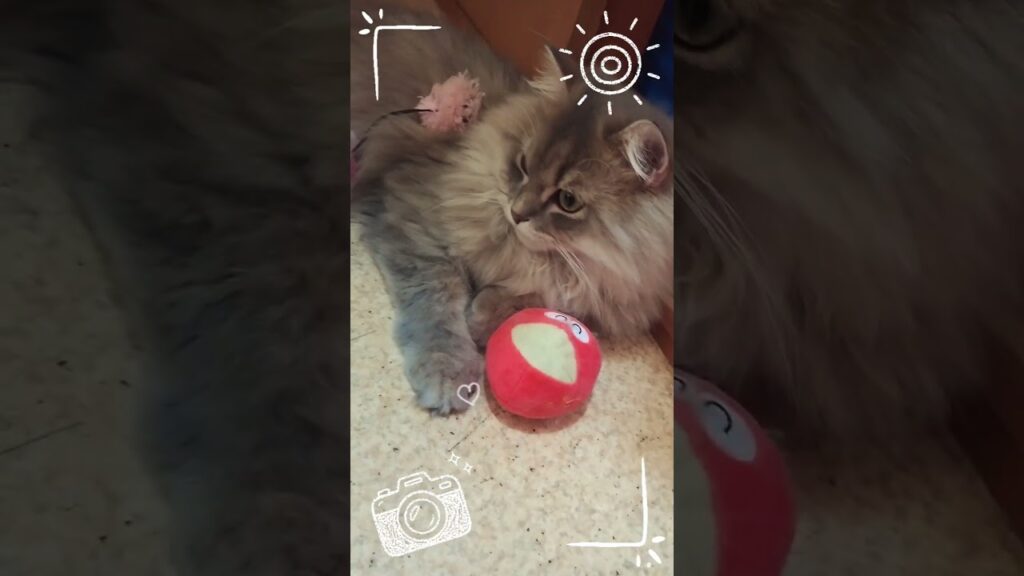 #ラガマフィン #子猫 #こねこ #cat #チャンネル登録1000人目指してます
