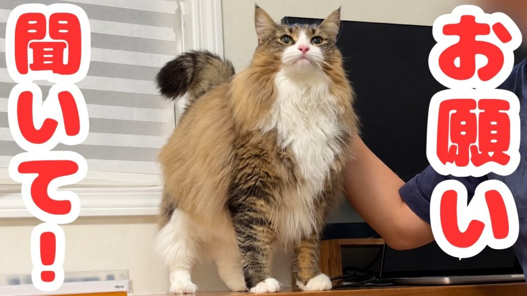 お喋り大好きな猫が必死におねだりしてくる様子が可愛すぎてたまりません…!! お喋り大好きな猫が必死におねだりしてくる様子が可愛すぎてたまりません…!!