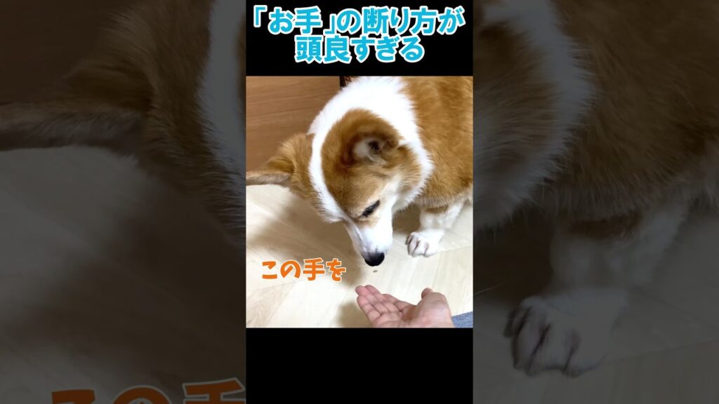 今時の犬はお手なんてしないよね 今時の犬はお手なんてしないよね