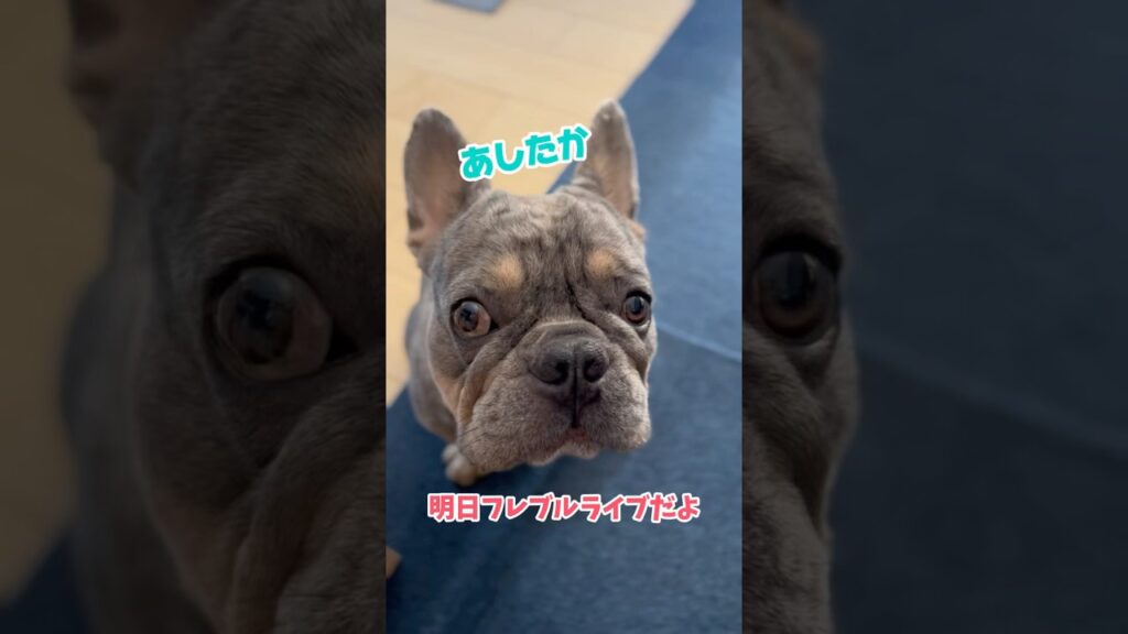 明日のフレブルライブへの意気込み #shorts #フレンチブルドッグ #フレブル