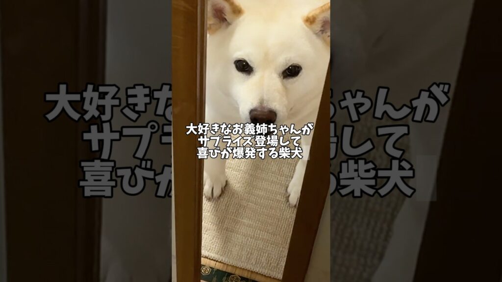 お義姉ちゃんのサプライズ登場で喜びが爆発する柴犬　#shorts #柴犬 #犬 #dog