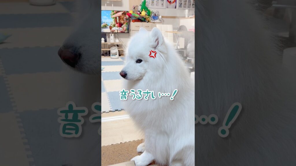 【喋る犬】スマホの音がうるさくて「寝れん！」と文句を言いに来たサモエド #samoyed #癒し動画 #大型犬