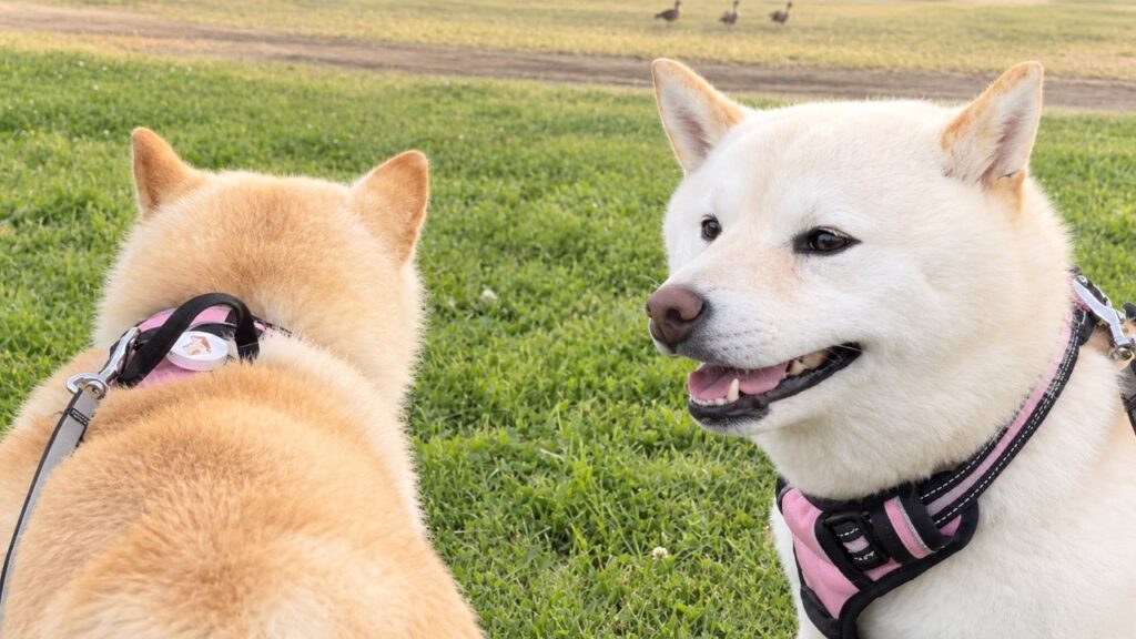鴨さんと友達になりたかった柴犬