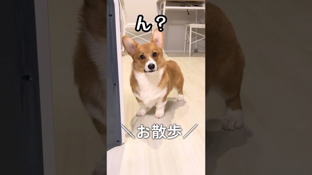 「お散歩」の一言で大興奮するコーギー子犬 #コーギー #corgi #子犬