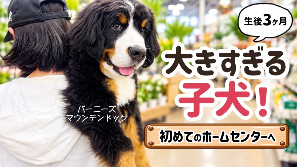【初めてのお買い物】生後3ヶ月のバーニーズ❗️ホームセンターで見せた反応🐾