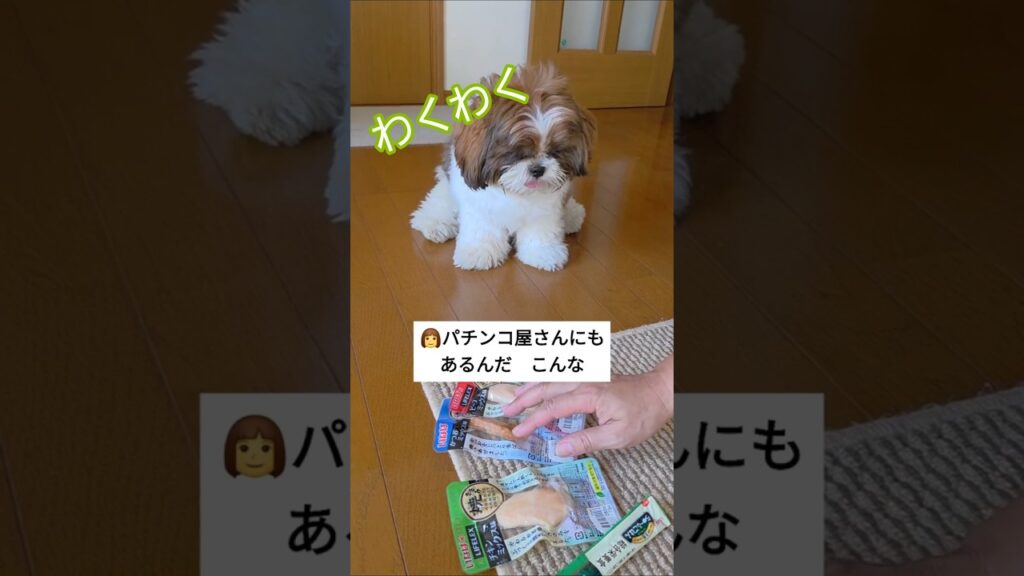 景品のおやつをもらうワンコ🐶【シーズー犬】