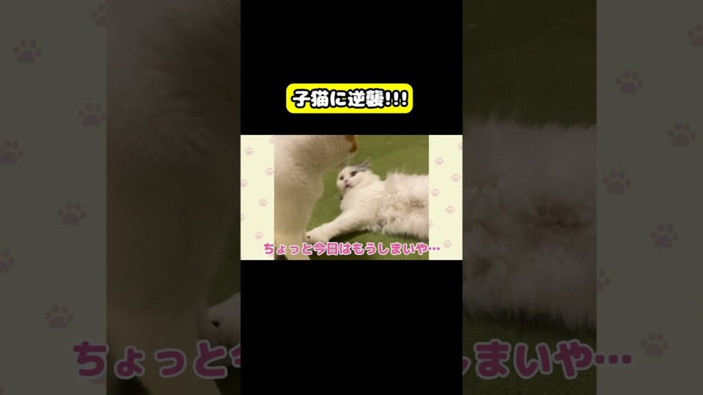 子猫に逆襲!! #猫 #おもしろ #アテレコ #ニャンチューバーつくし 子猫に逆襲!! #猫 #おもしろ #アテレコ #ニャンチューバーつくし