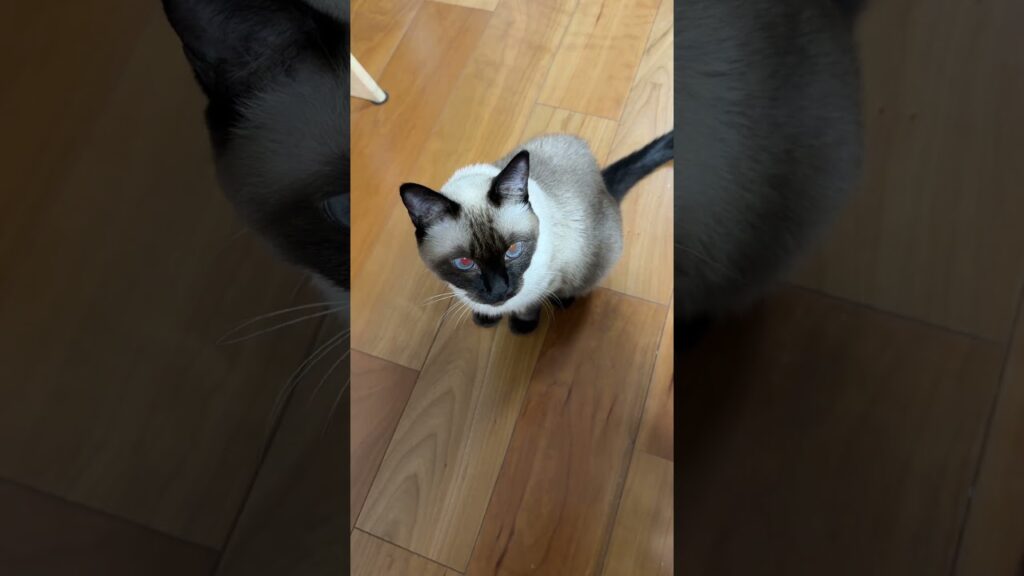シャム猫のふくさん【たぬき猫】 #cat #しゃむねこ #猫のいる生活 暮らし #猫好きさんと繋がりたい #ねこ #cutecat #cat