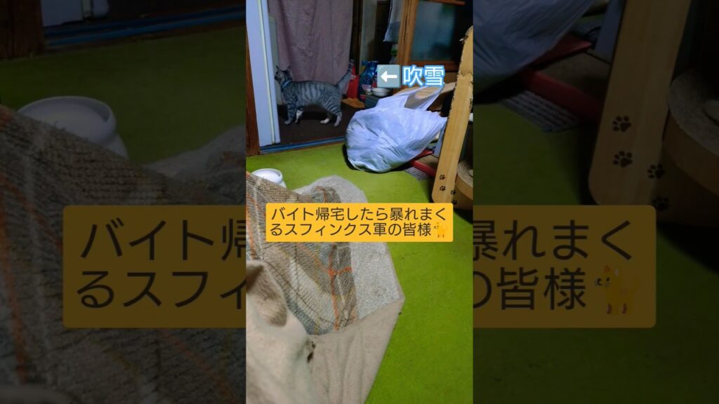 バイト帰宅したら暴れまくるスフィンクス軍の皆様🐈️#shorts #shortvideo #short #スフィンクス猫 #モモンガ ペット#ウタ #時雨 #吹雪