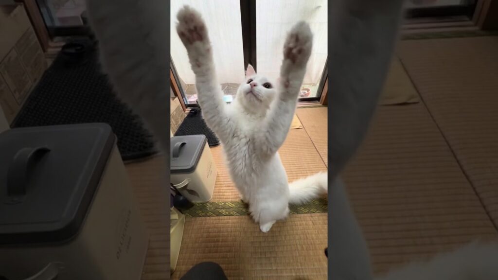 横取り上手な姫猫 #ノルウェージャンフォレストキャット