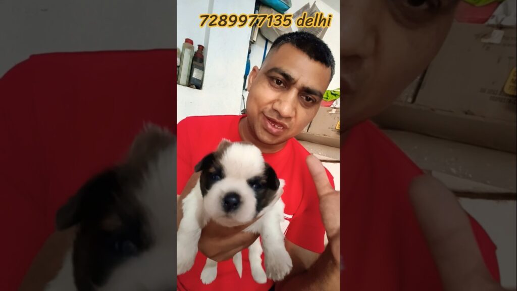Cute 🥰 Lhasa Apso Puppies #viral #dog #pets #lhasaapso