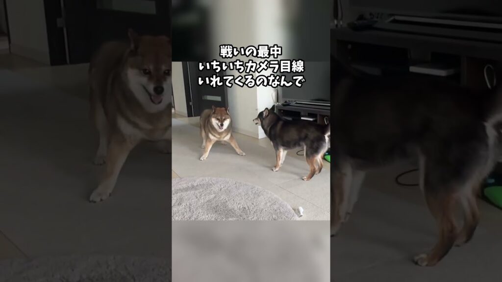 戦いの最中いちいちカメラ目線の柴犬をごらんください😂