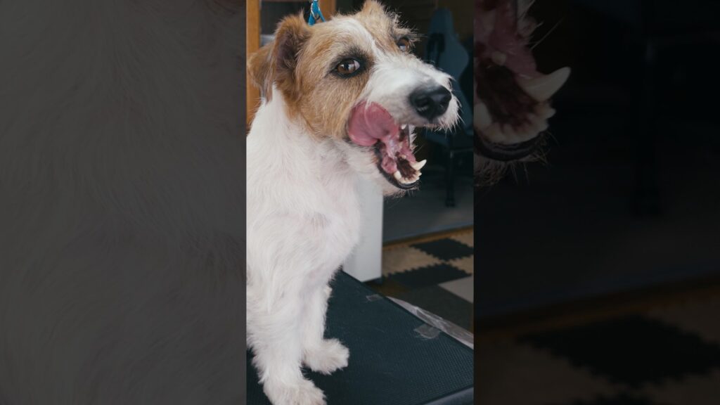 侵入者発見後のごほうび #ジャックラッセルテリア #jackrussellterrier #プラッキング