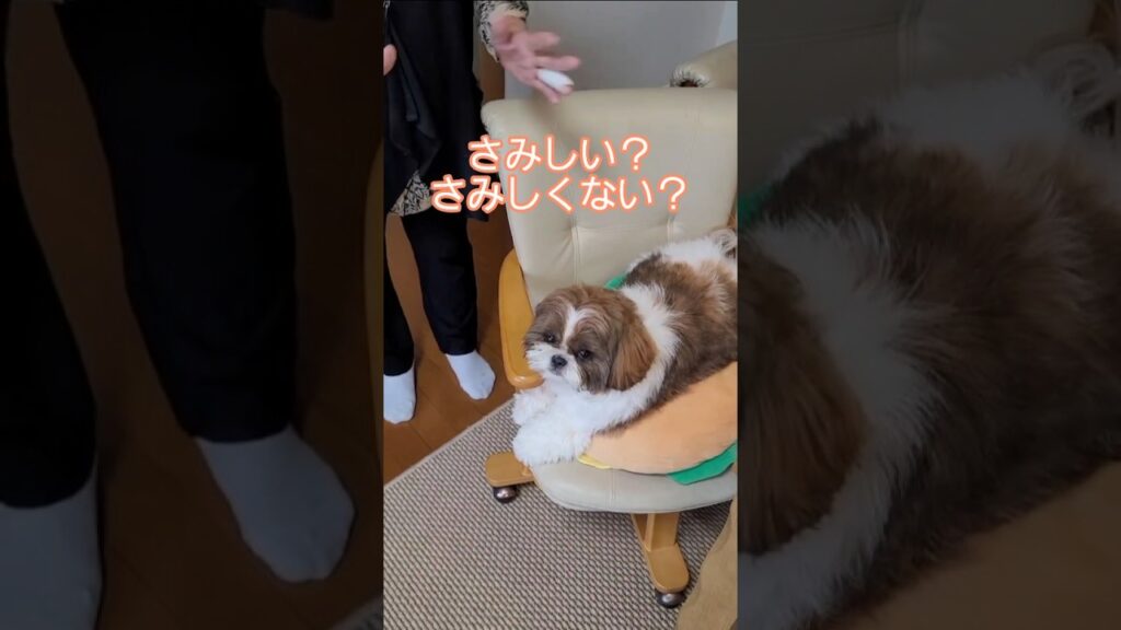 さみしい？さみしくない？ワンコ🐶【シーズー犬】