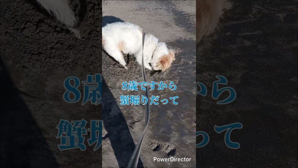 【愛犬の誕生日 長ーい１日〜挨拶回り編】 #いぬのいる生活  #ジャックラッセルテリア#誕生日 #ご挨拶 #癒し