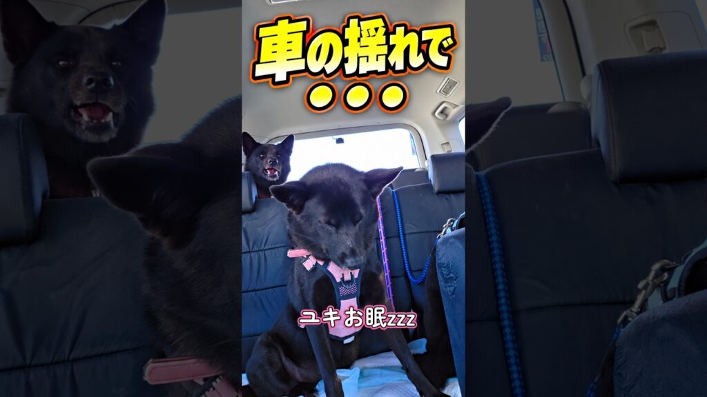 【甲斐犬】車に揺られながら座ったまま寝ようとするユキ 【甲斐犬】車に揺られながら座ったまま寝ようとするユキ