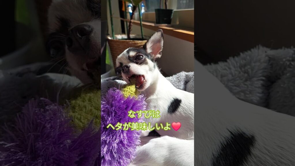 🍆なすび眠る事10年、ついに日の目を見る。　　#チワワ　#スムースチワワ　#犬　#おもちゃ　#オーマロー　#可愛い　#癒し　#子犬　　