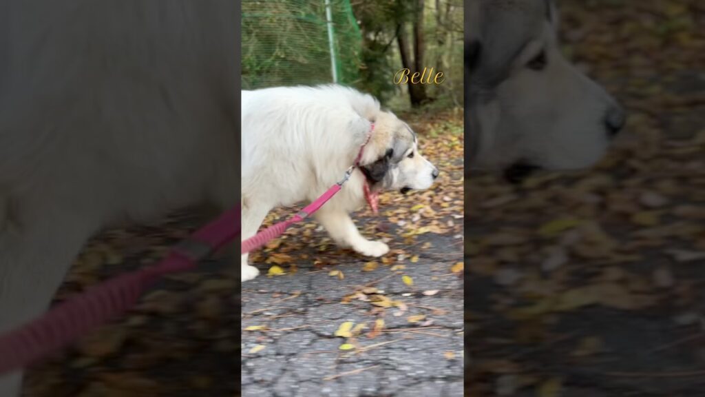 Belle ベル #greatpyrenees #todaysrunrun #グレートピレニーズ #今日のルンルン