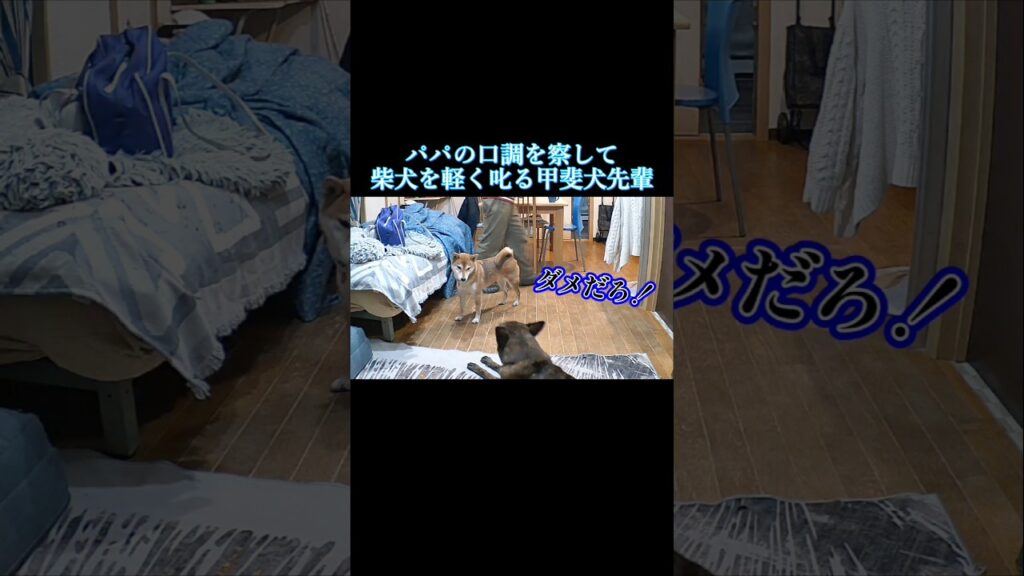 パパの口調で空気を読んで柴犬を軽く叱る賢い甲斐犬 #柴犬 ##甲斐犬 #犬 パパの口調で空気を読んで柴犬を軽く叱る賢い甲斐犬 #柴犬 ##甲斐犬 #犬