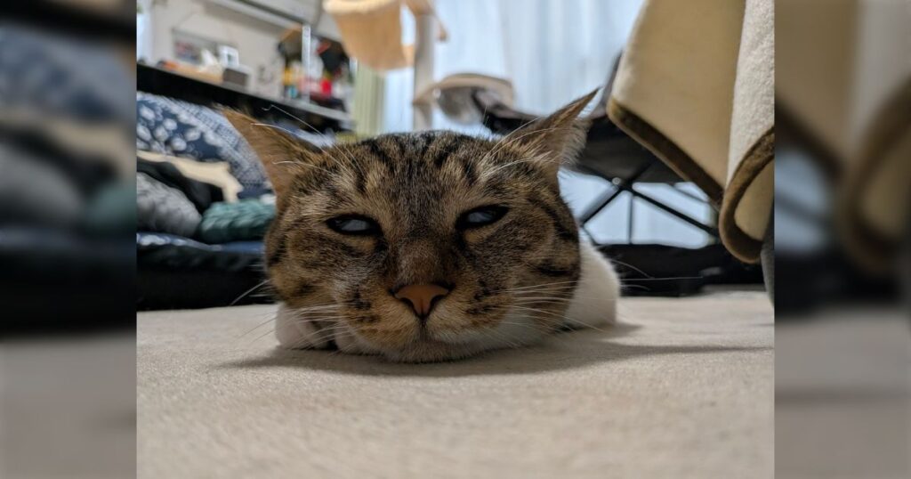 「ホットカーペットの威力が凄まじい、さっそく猫が溶けた」だんだん寒くなってきた中で出されたホカペに吸い込まれていく猫たち – Togetter 「ホットカーペットの威力が凄まじい、さっそく猫が溶けた」だんだん寒くなってきた中で出されたホカペに吸い込まれていく猫たち - Togetter