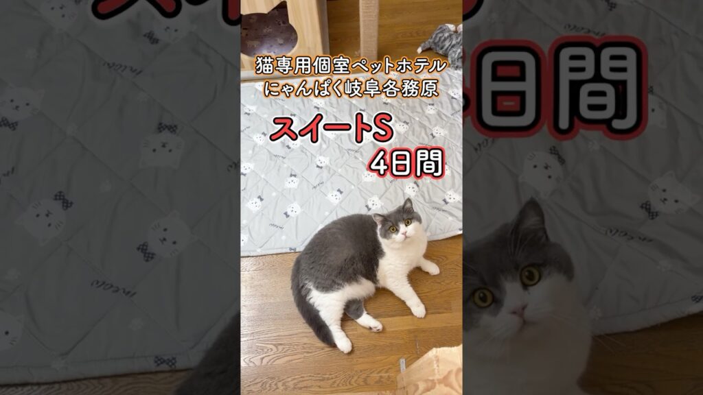 猫専用ホテルでの様子紹介♪ブリティッシュショートヘアー『にゃんぱく岐阜各務原』#shorts #cat #猫ホテル